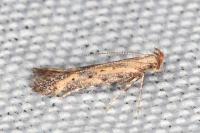 Metzneria metzneriella