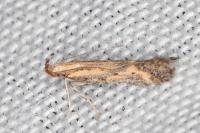 Metzneria metzneriella