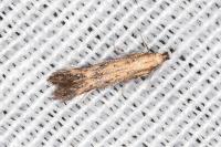 Metzneria metzneriella