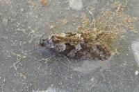 Cnephasia