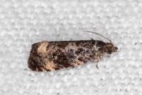 Endothenia gentianaeana