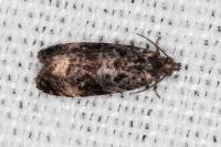 Endothenia gentianaeana
