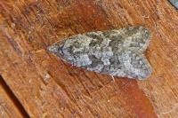 Cnephasia