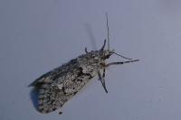 Diurnea fagella