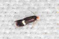 Stigmella hybnerella