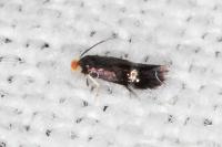 Stigmella hybnerella