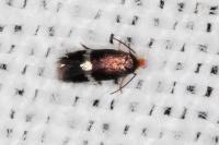 Stigmella hybnerella