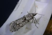 Diurnea fagella