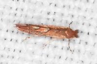 Phyllonorycter messaniella