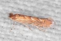 Phyllonorycter messaniella