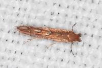 Phyllonorycter messaniella