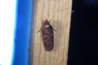 Depressaria albipunctella