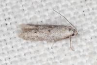 Symmocoides oxybiella