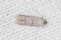 Symmocoides oxybiella