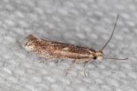 Bucculatrix chrysanthemella