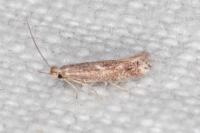 Bucculatrix chrysanthemella