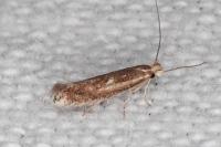 Bucculatrix chrysanthemella