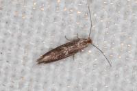 Bucculatrix chrysanthemella