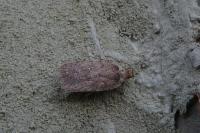 Agonopterix oinochroa