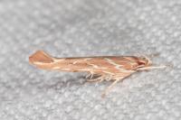 Pyroderces argyrogrammos