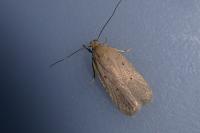 Agonopterix rotundella