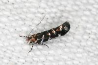 Vulcaniella