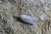 Agonopterix rotundella