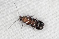 Vulcaniella