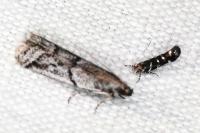 Vulcaniella