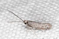 Urodeta hibernella
