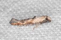 Epermenia aequidentella