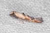 Epermenia aequidentella