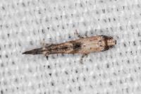Epermenia aequidentella