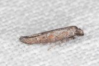 Ochromolopis staintonellus