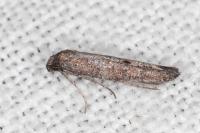 Ochromolopis staintonellus
