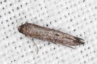 Ochromolopis staintonellus