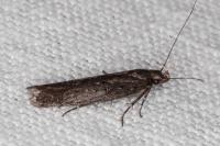 Neofaculta ericetella