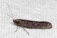 Neofaculta ericetella