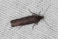 Neofaculta ericetella