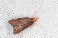 Eurodachtha pallicornella