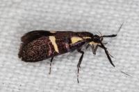 Dasycera oliviella