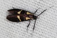 Dasycera oliviella
