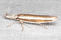 Pleurota aristella