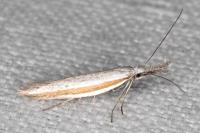 Pleurota ericella