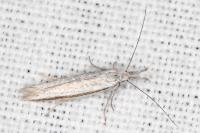 Pleurota ericella