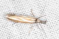 Pleurota honorella/tabelli