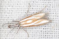 Pleurota honorella/tabelli
