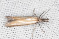 Pleurota honorella/tabelli