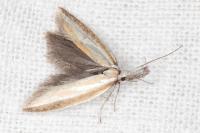 Pleurota honorella/tabelli