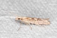 Plutella xylostella